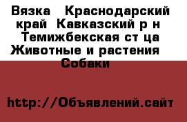Вязка - Краснодарский край, Кавказский р-н, Темижбекская ст-ца Животные и растения » Собаки   